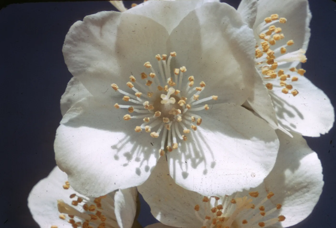 Philadelphus lewisii ssp.californicus, Oakland Hills
