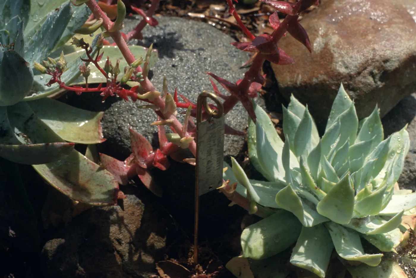 Dudleya (liveforevers) NAPCC Evaluation