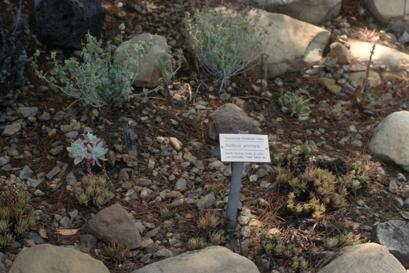 Dudleya NAPCC Evaluation