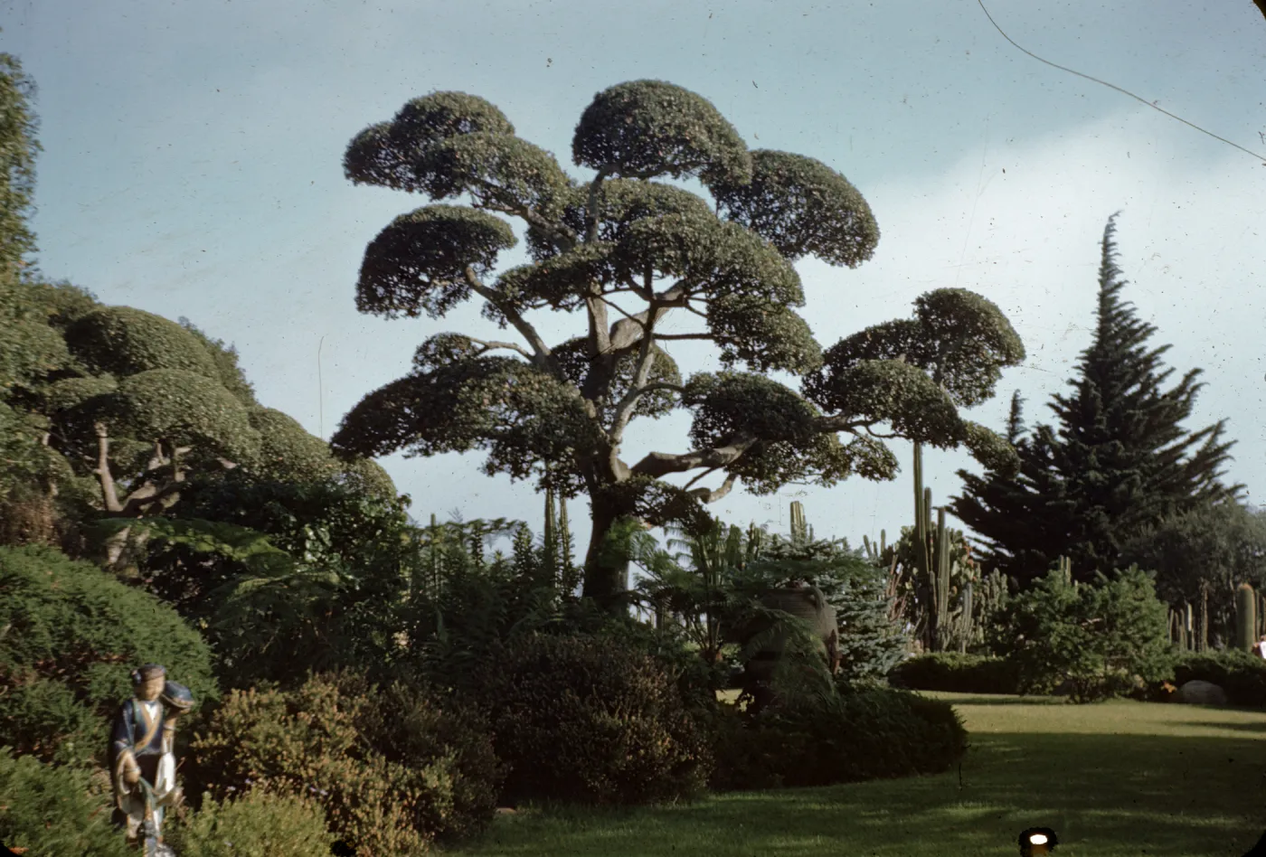 topiary, Quercus agrifolia (Coastal Live Oak), Ina Campbell Garden
