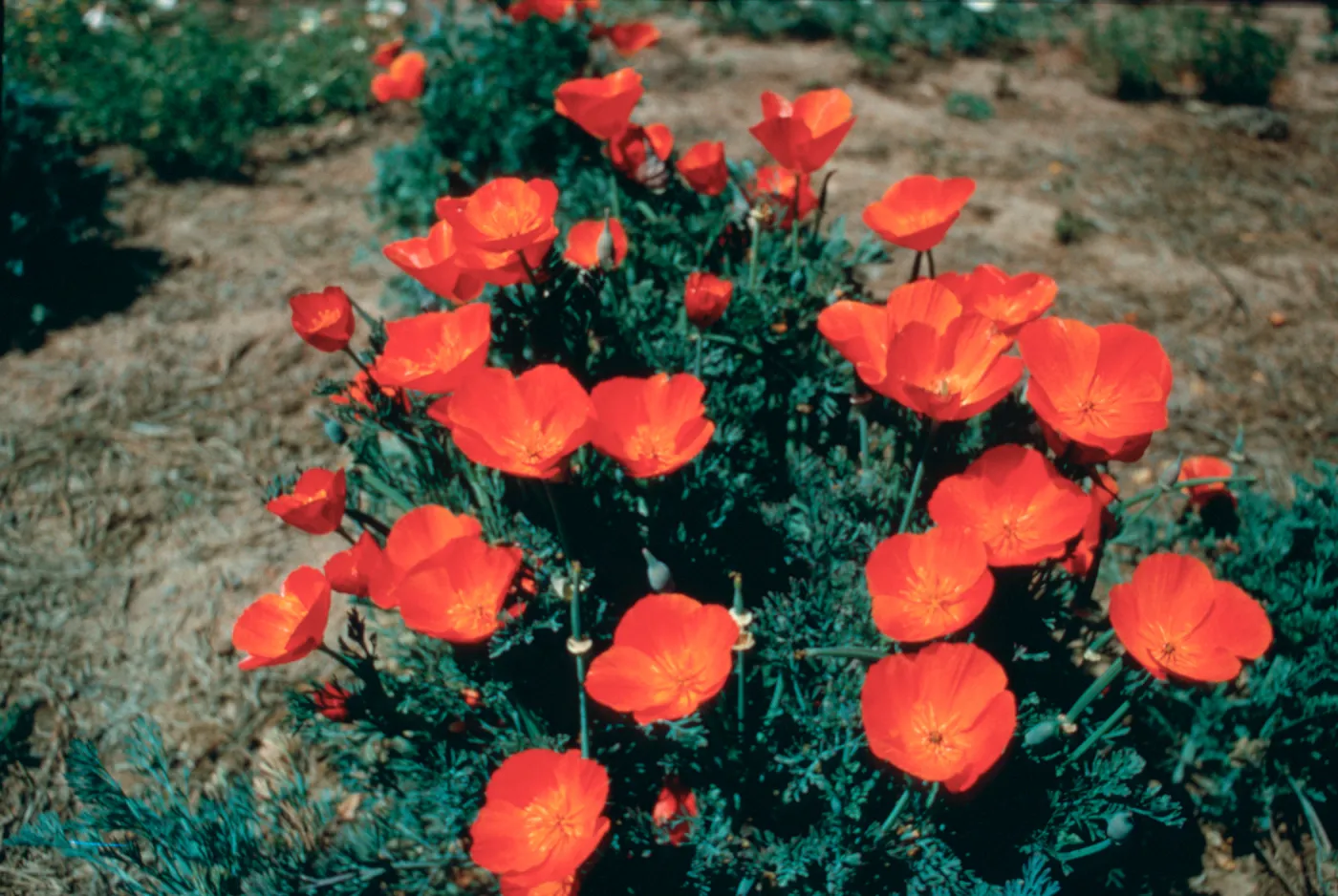 Close up of the California native plant, Fireflame""