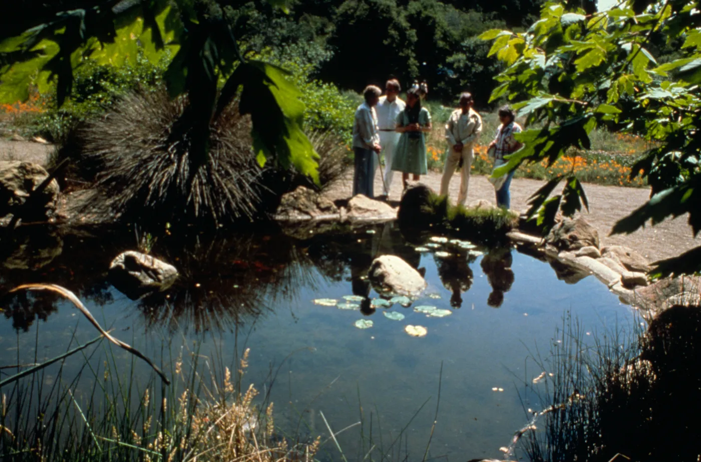 Adjacent to the Meadow Section of the Santa Barbara Botanic Garden, this alluring pond with its native grasses is part of the reason so many people enjoy a casual stroll or a deeper look at the fascinating world of California plants.