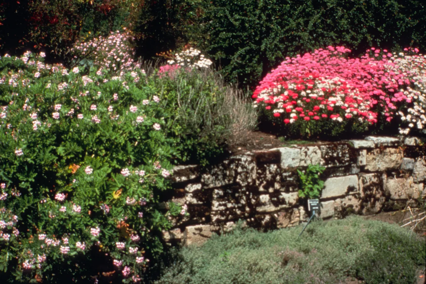 The Garden of Fragrance was especially designed for the visually challenged visitor. containing raised beds that offer a wide variety of fragrant plants for people to touch and experience with all their senses.