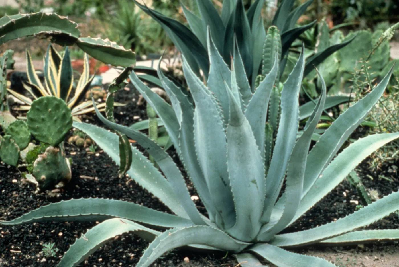 An agave (Century Plant) in bloom in the Cactus Garden