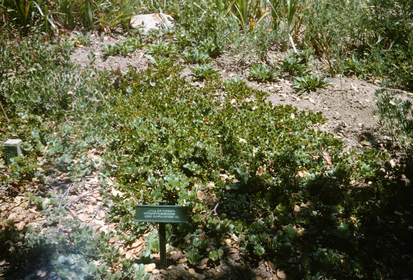 Dara Emery Photos, Arctostaphylos edmundsii
