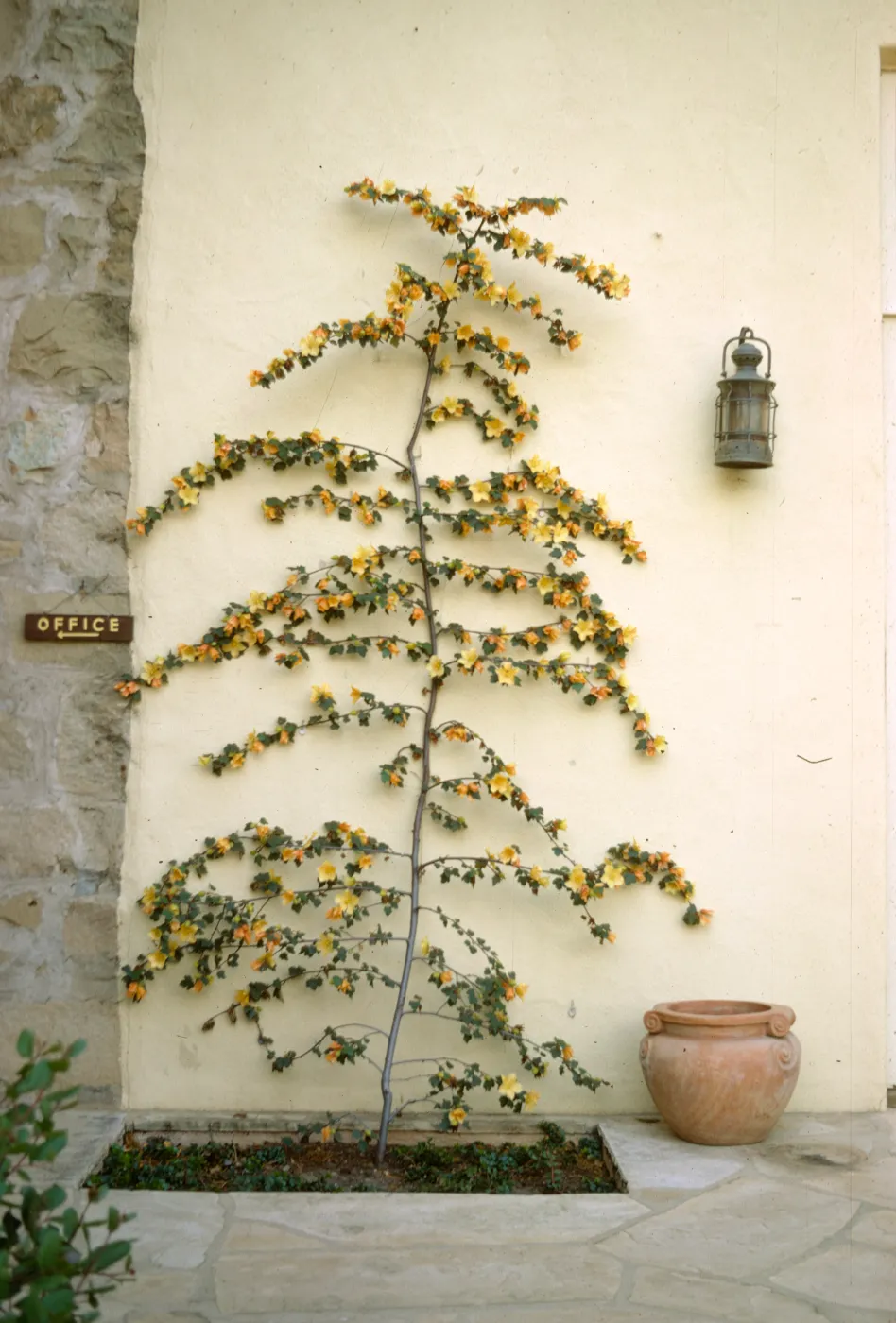 Fremontodendron in front of the Library