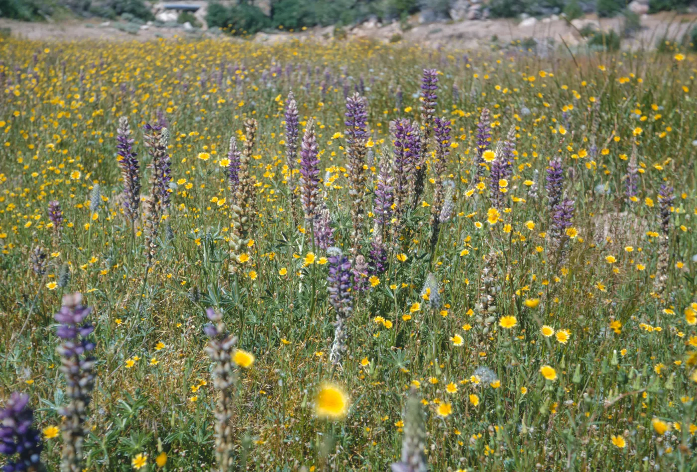 Dara Emery Photos (Lupine)