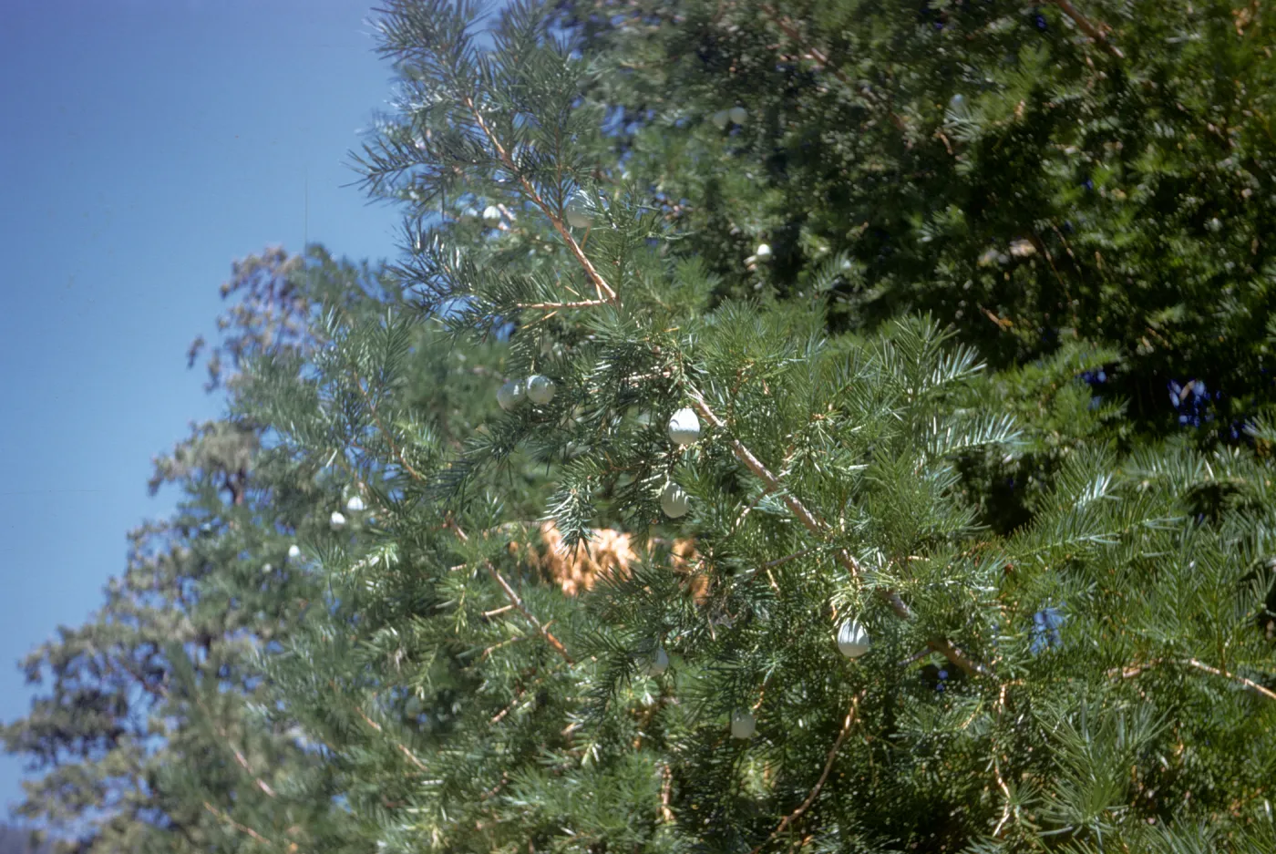 California nutmeg, Torreya californica