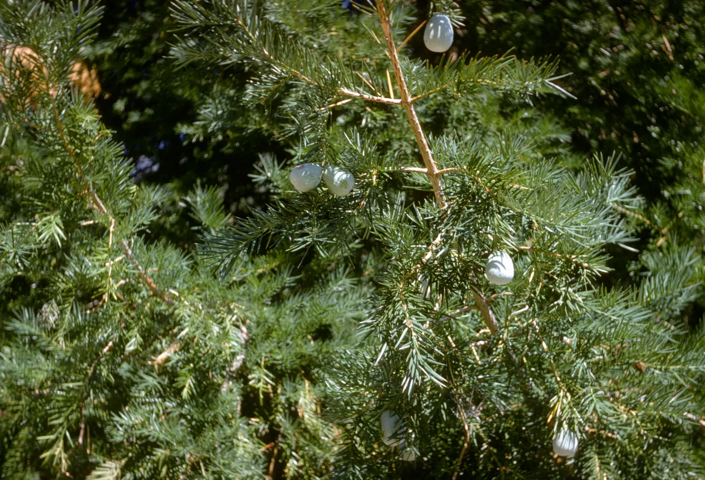 California nutmeg, Torreya californica