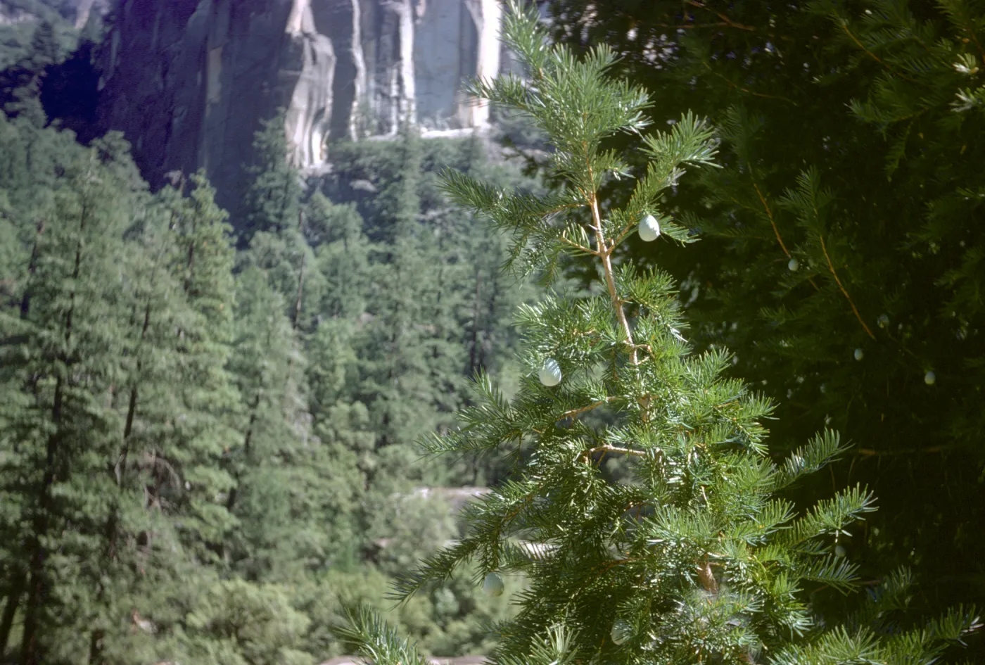California nutmeg, Torreya californica
