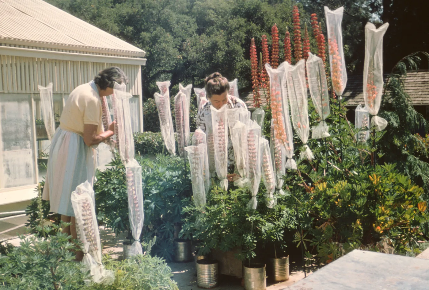 Hand pollinating, Lupine Breeding Program