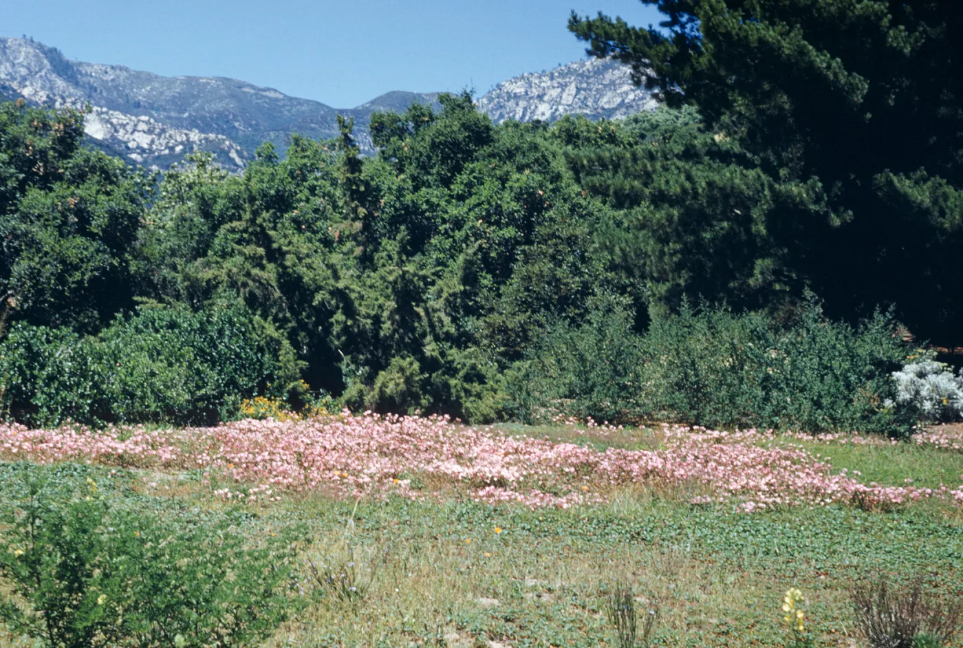 A grassy clearing full of pink wildflowers. Forested, white mountains are visible in the distance. 
