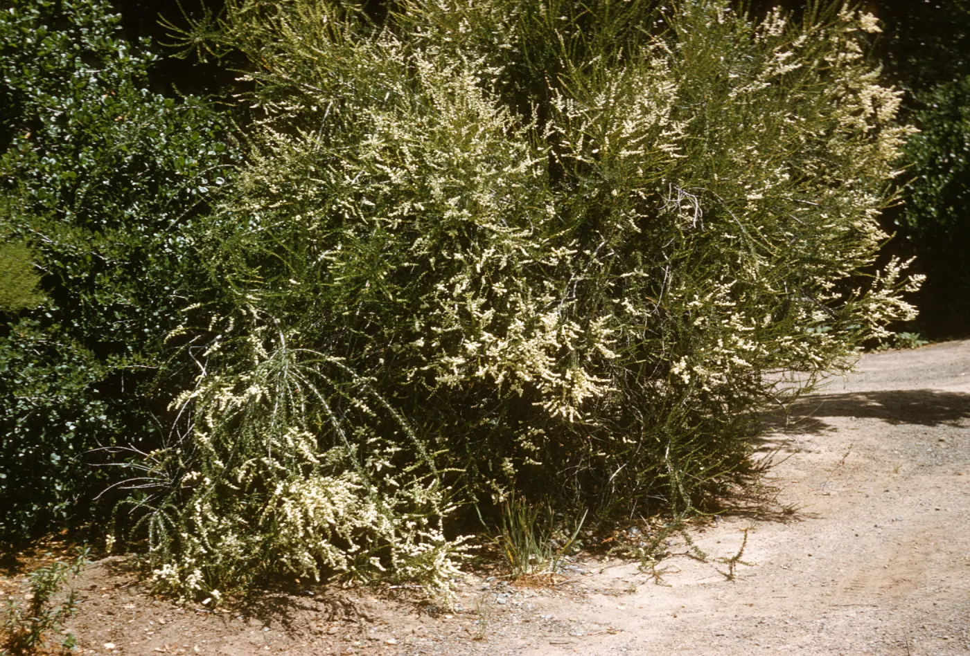 A large, grass-like shrub laden with narrow clusters of tiny, white flowers grows beside a dirth path. 