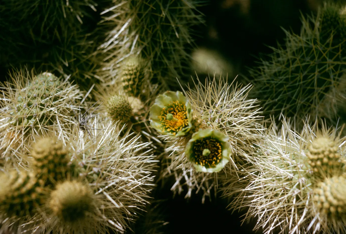 Light green, cup-shaped flowers grow from the top of one of many lobes of a spine-covered cactus. 