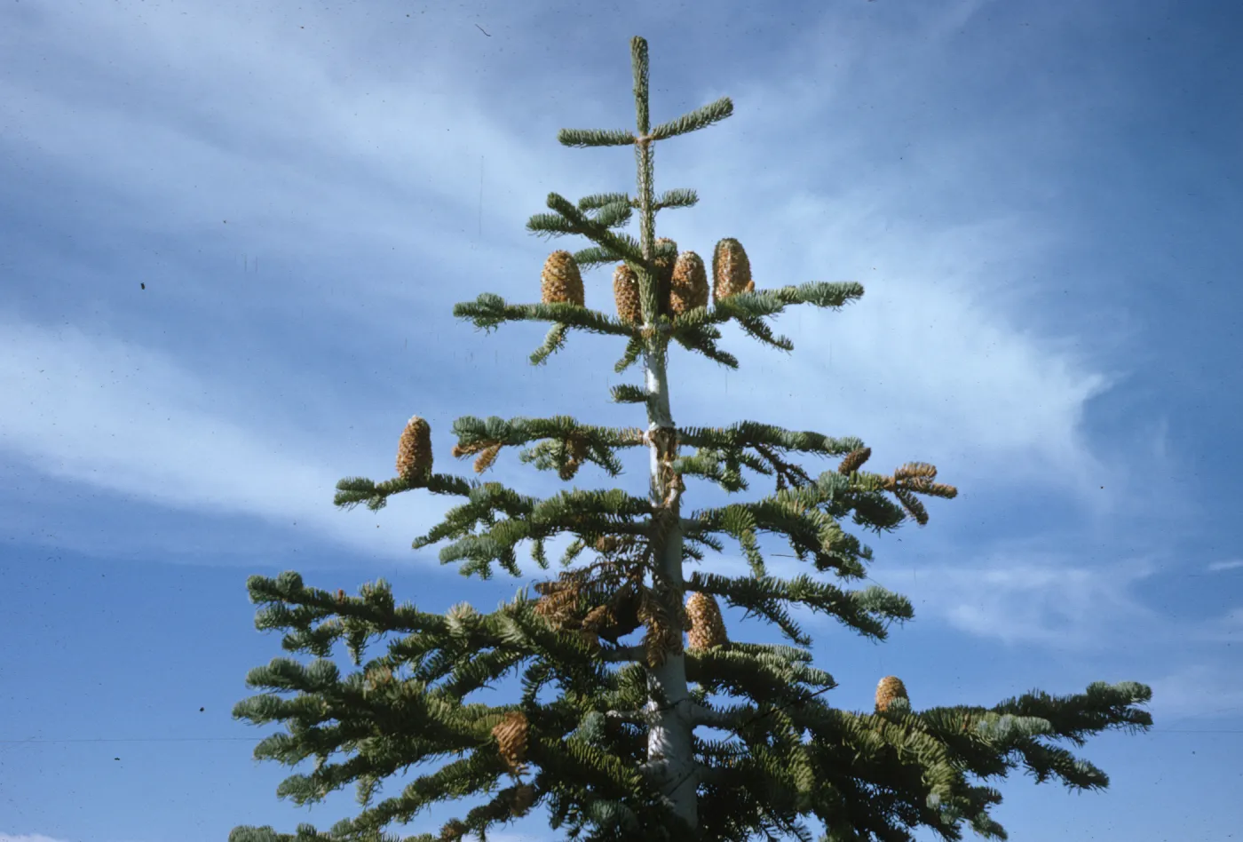 The top of a tall, white-barked evergreen tree with short needles. Several large cones grow vertically from the branches. 