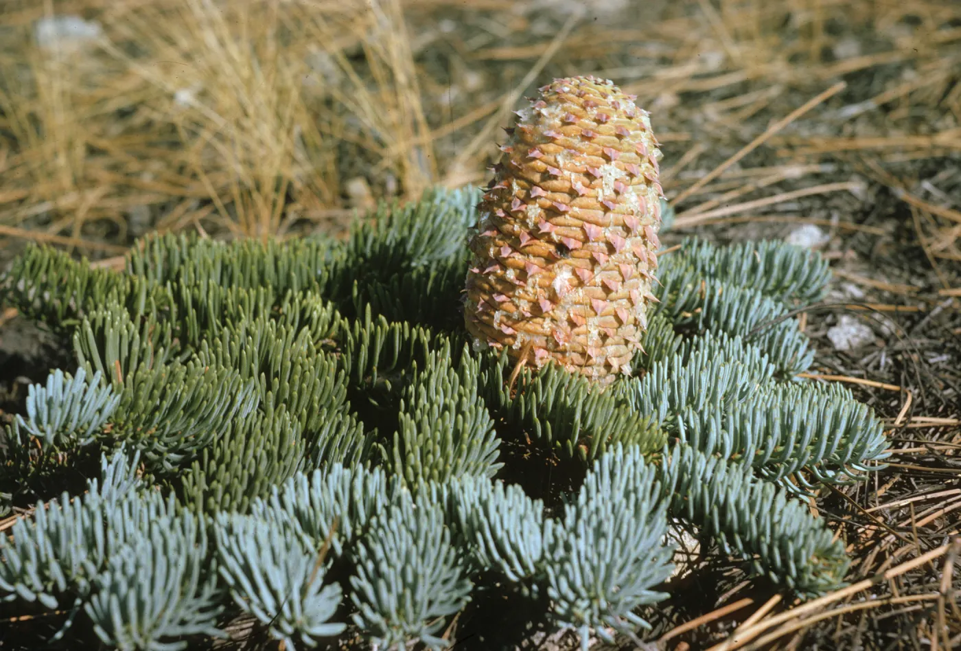An evergreen branch covered in short, thick needles lies on the ground. A large, light brown cone with pinkish spikes grows on the branch. 