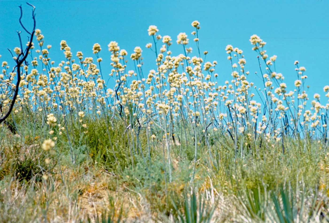 Round clusters of white flowers grow on the end of tall stalks above spiky grasses. 
