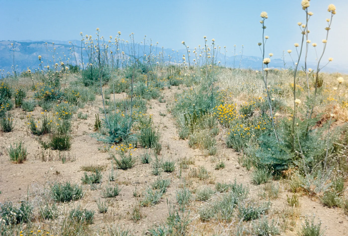 Round clusters of white flowers grow on the end of tall stalks among small patches of grass and yellow wildflowers. 