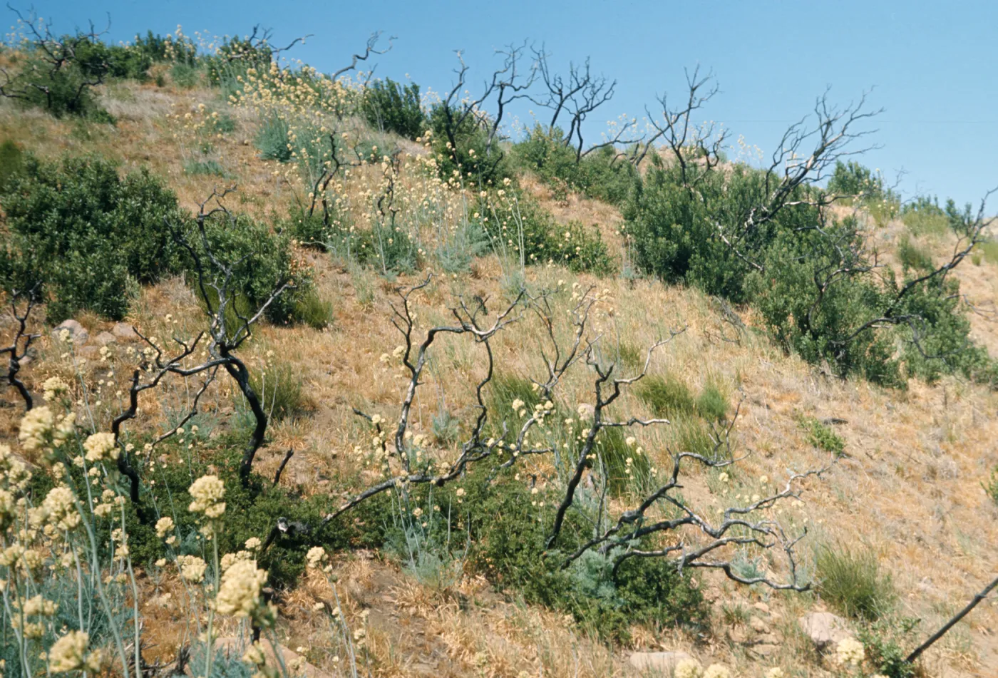 Bare, twisting, trees stand among low, deep green bushes and round clusters of white flowers at the end of tall stalks on a dry, grassy hillside.