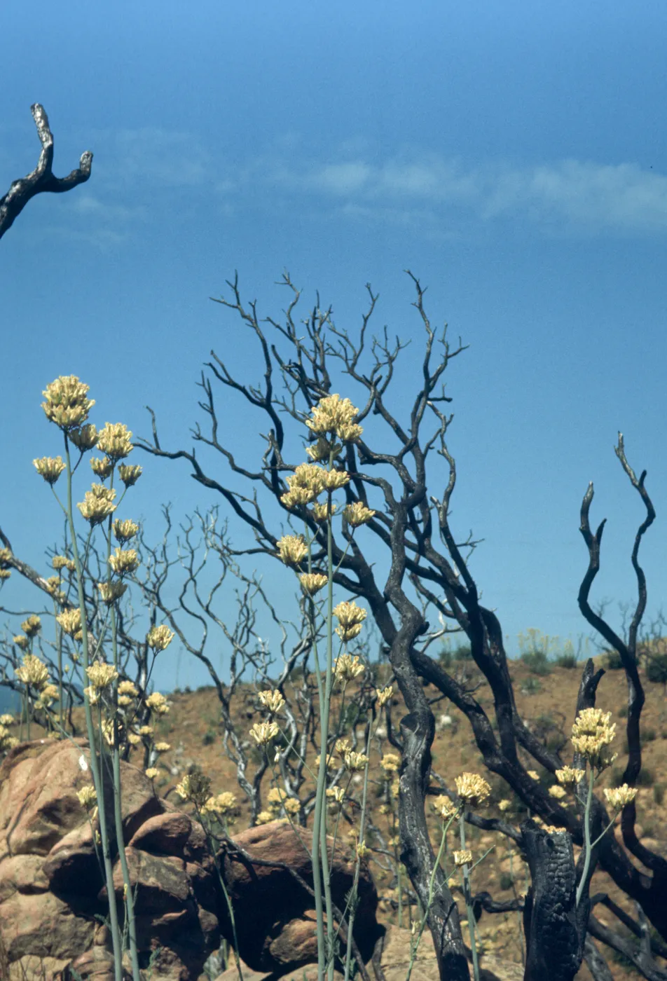 Bare, burned trees stand next to round clusters of white flowers growing on the end of tall stalks.