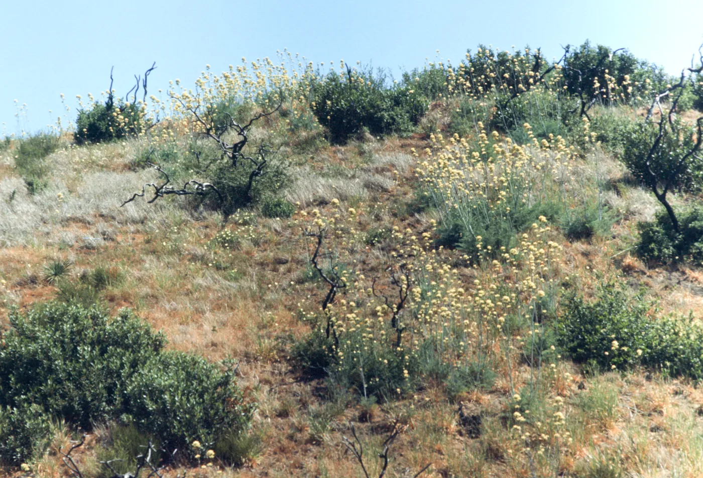 Dark, bare trees stand among round clusters of white flowers on the end of tall stalks and small green bushes, on a dry, grassy hillside. 