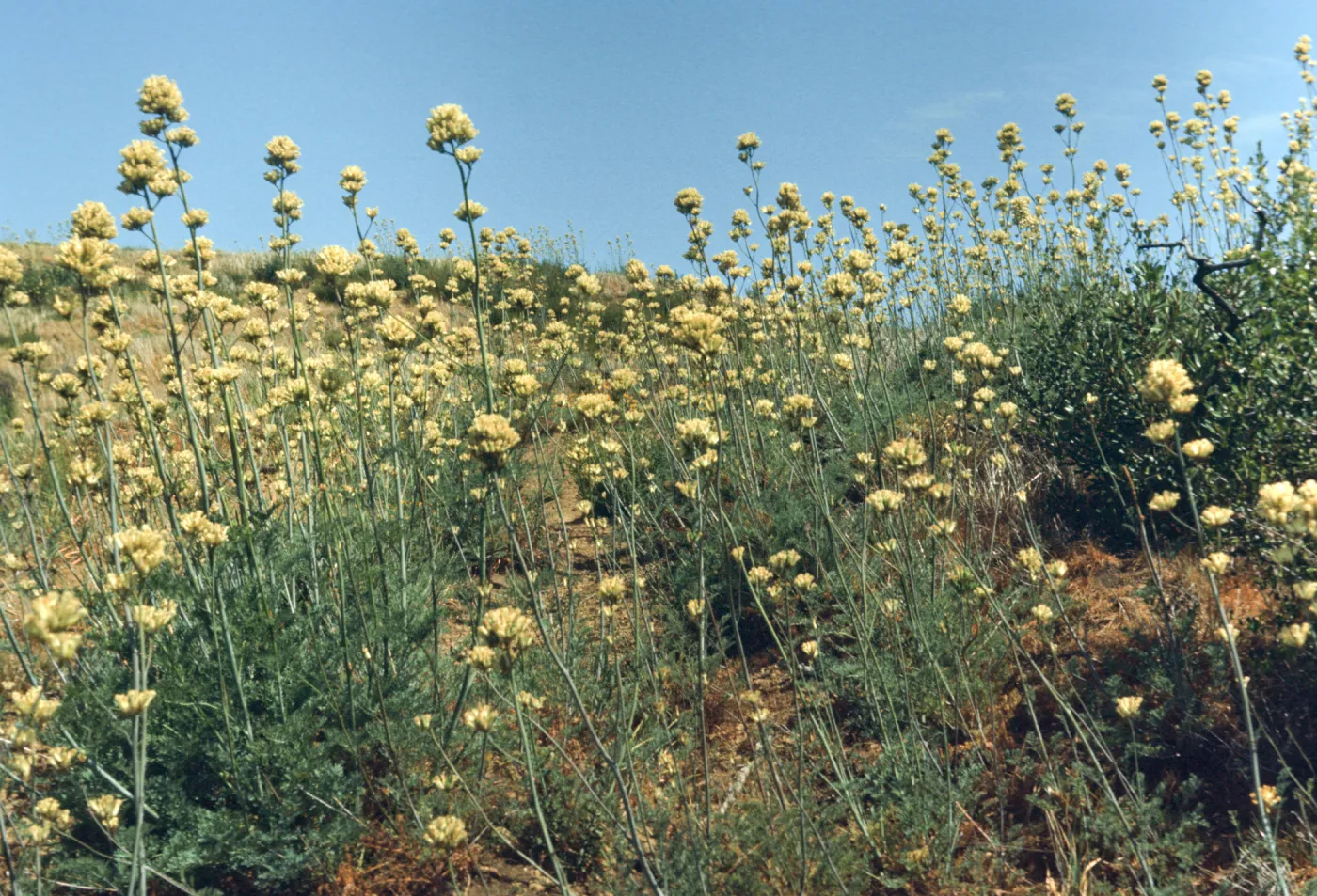A large number of round clusters of white flowers on the end of tall stalks.
