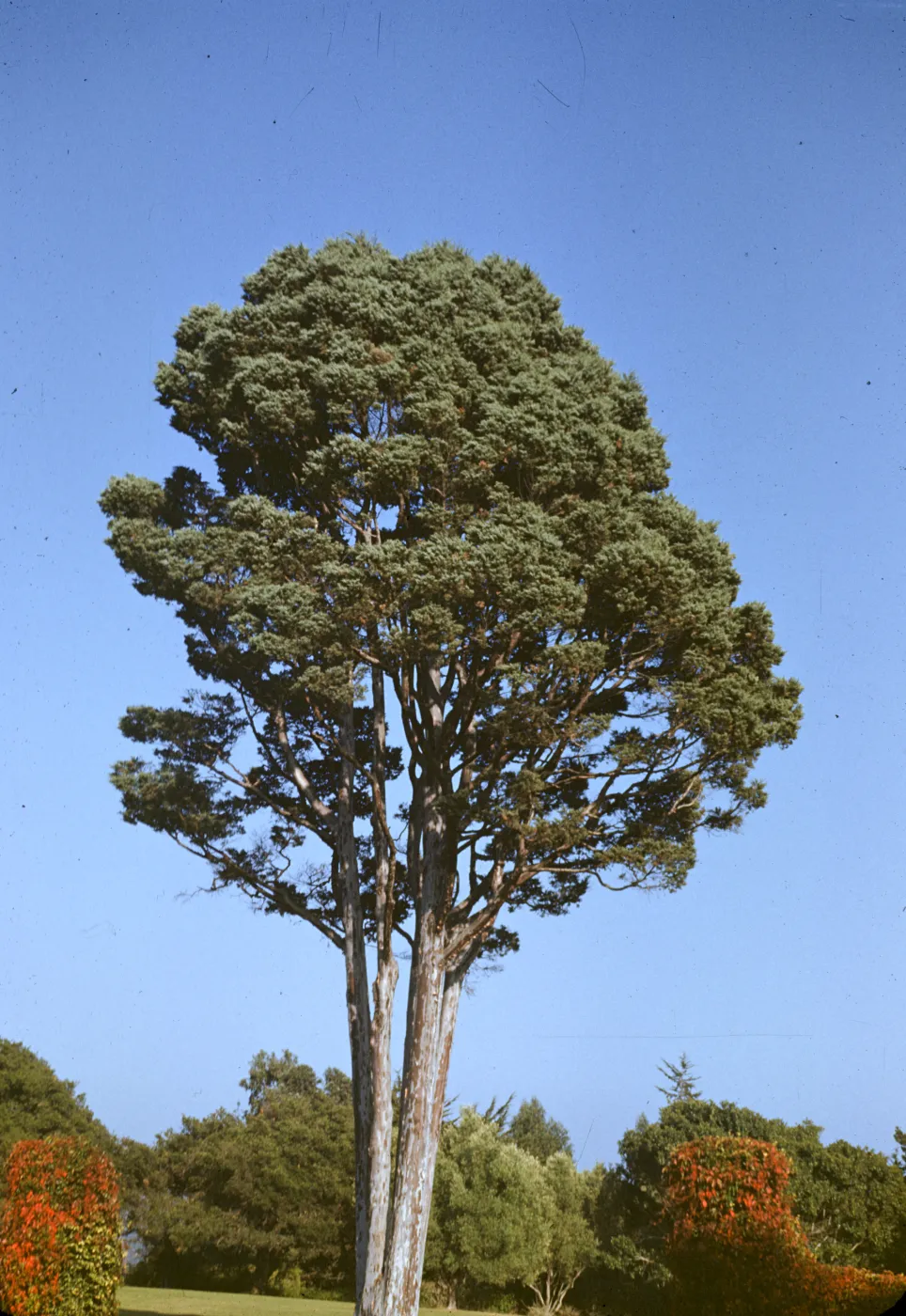 Cupressus guadelupensis