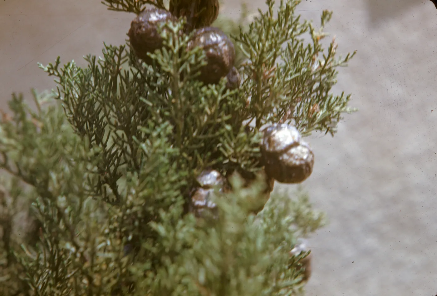 Cupressus sempervirens