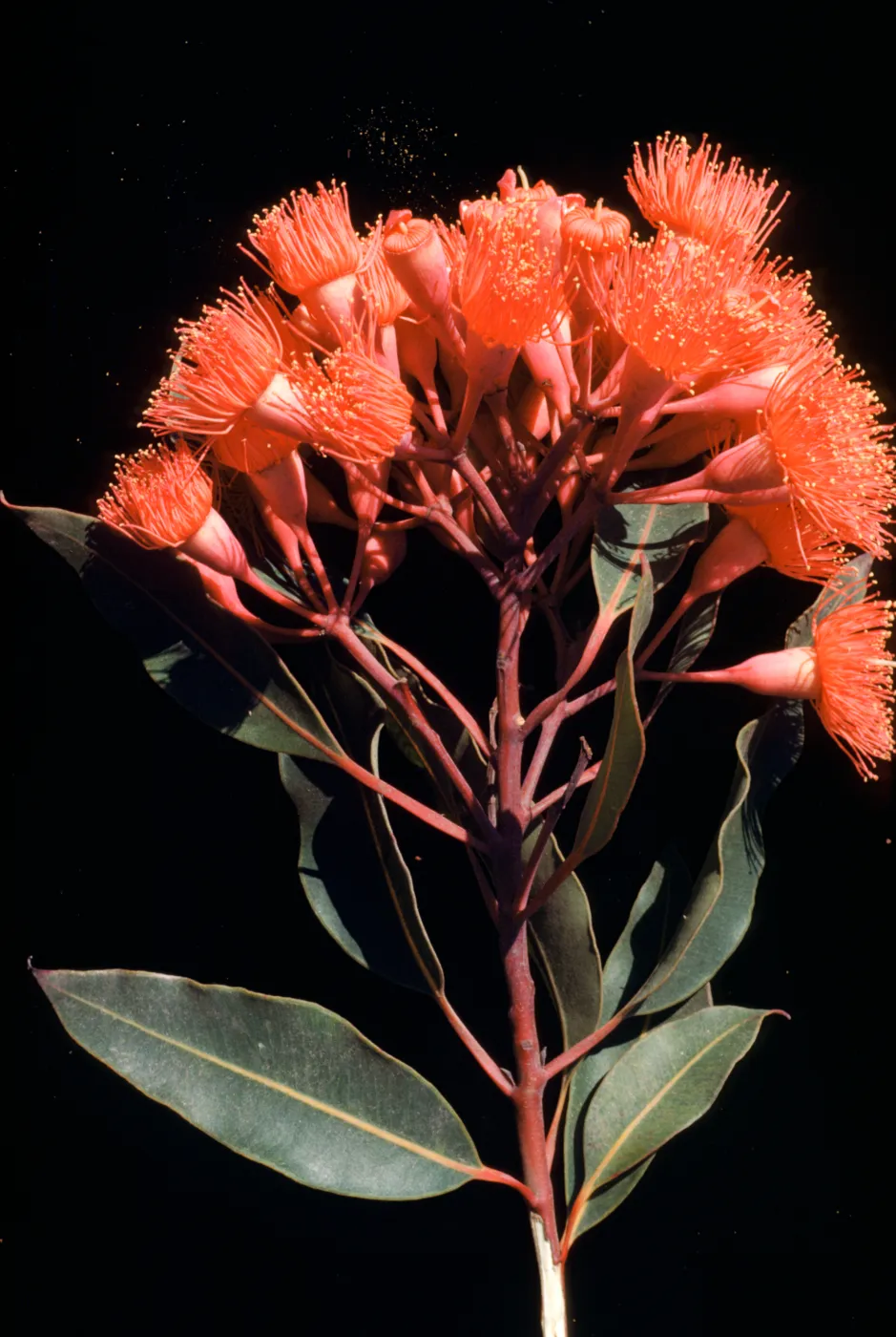Eucalyptus ficifolia