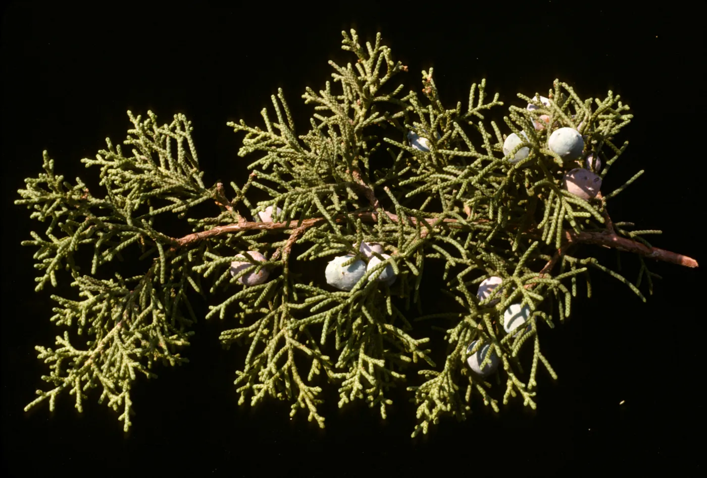 Juniperus californica