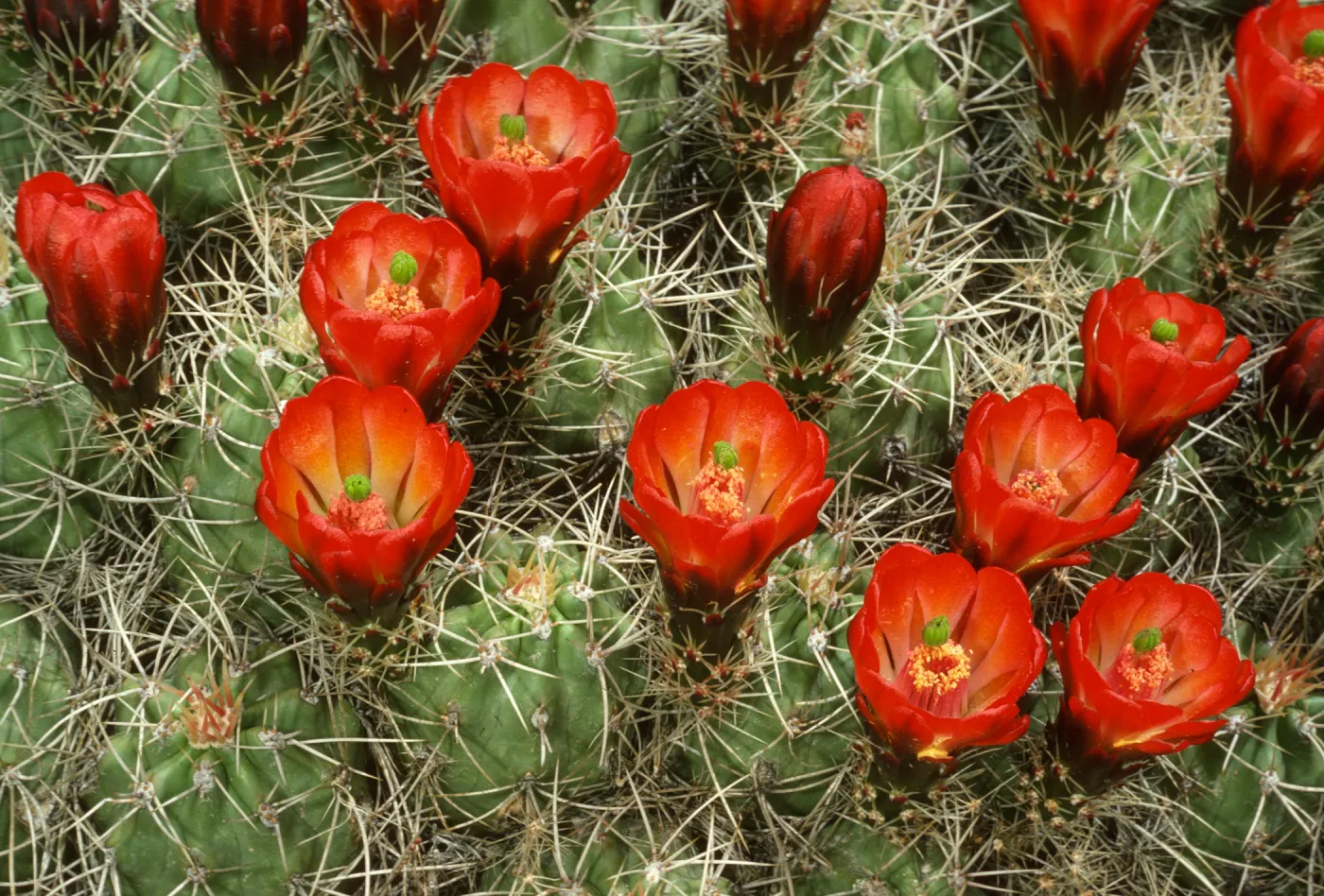 Echinocereus trigcochidiatus