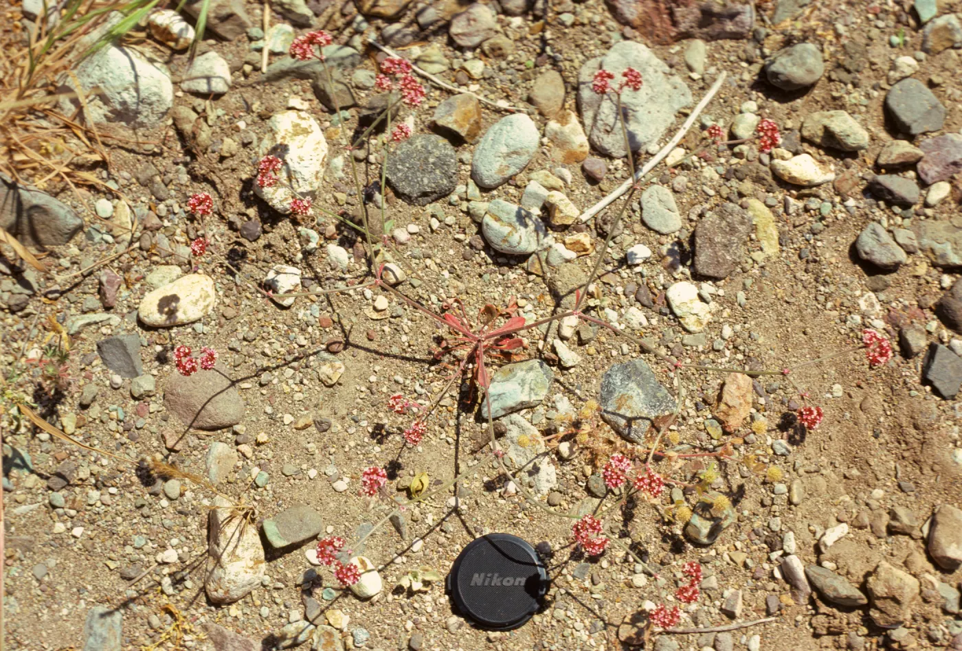 Chorizanthe wheeleri