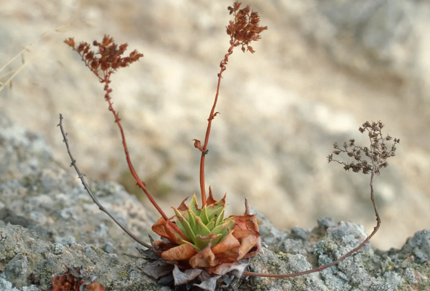 Dudleya candelabrum