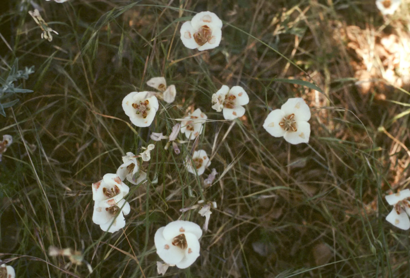 Calochortus