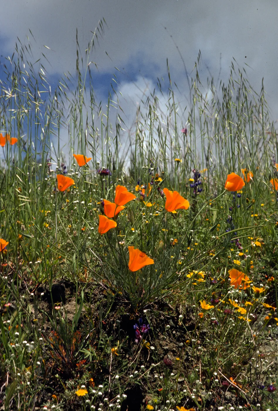 Eschscholzia californica