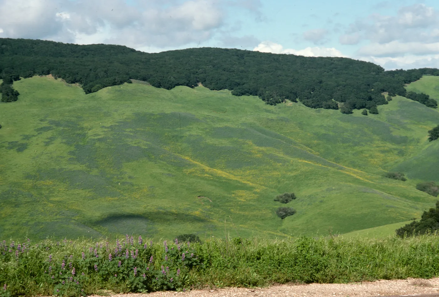 Lupine, Mustard, San Julian