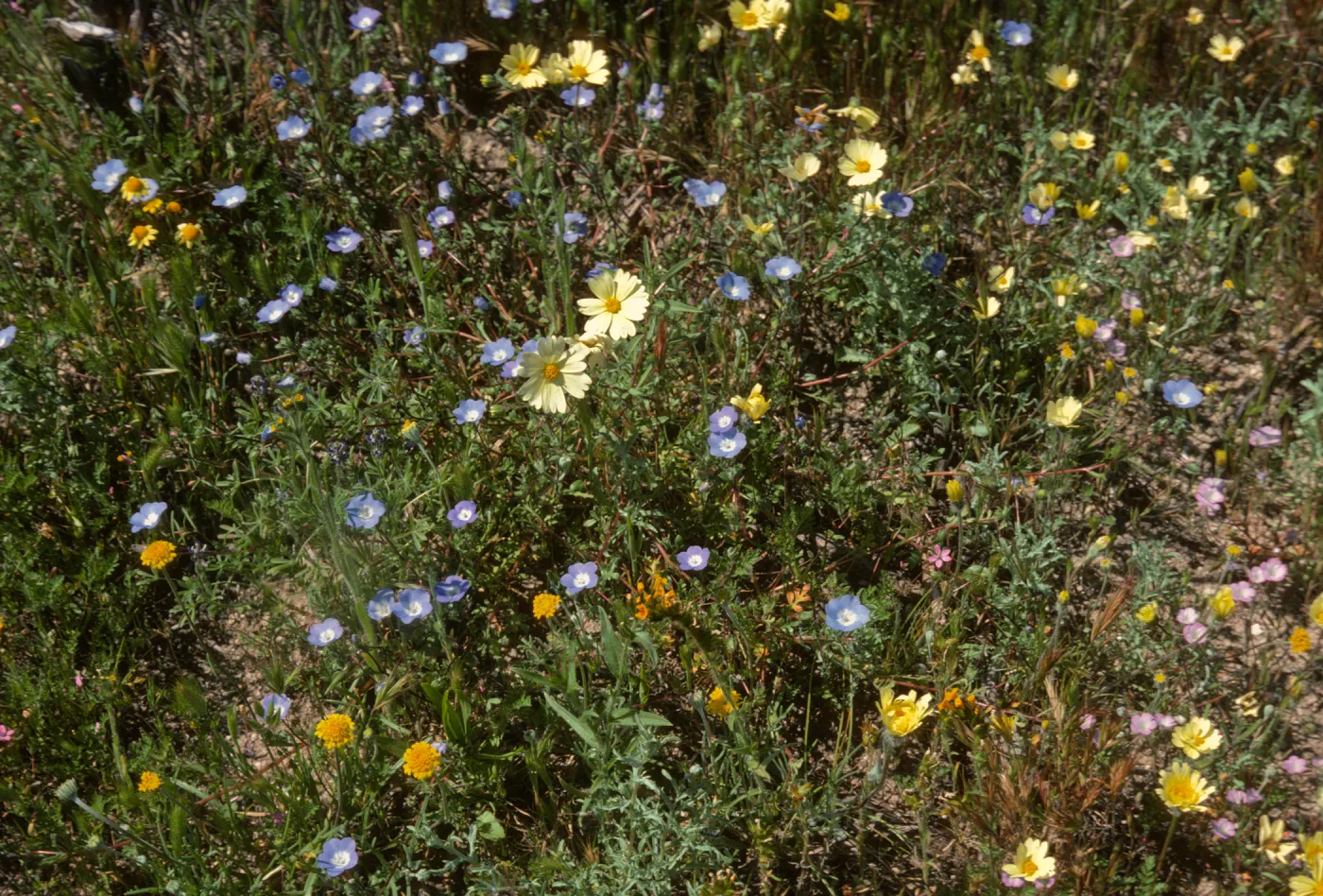 Avenales--Baby Blue Eyes