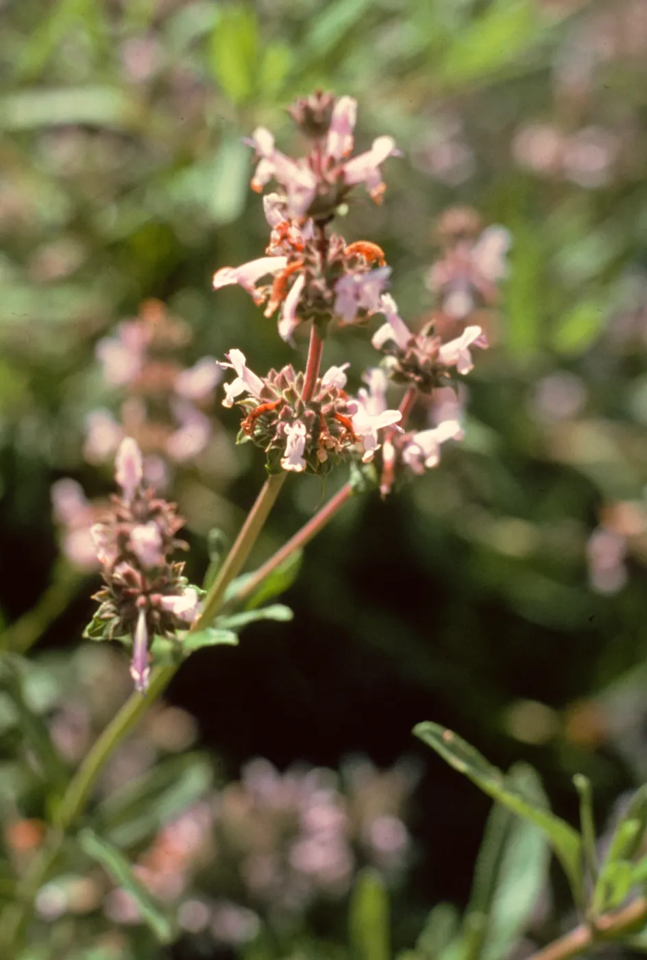 Black sage, Mt. Figueroa