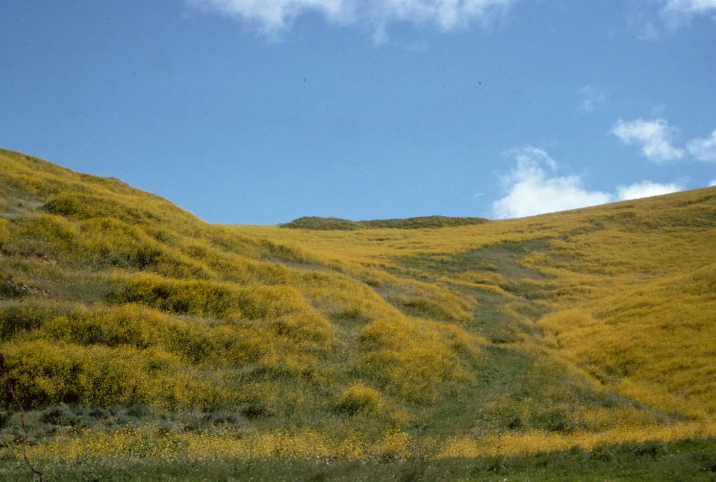 Mustard, Route 1 near Lompoc