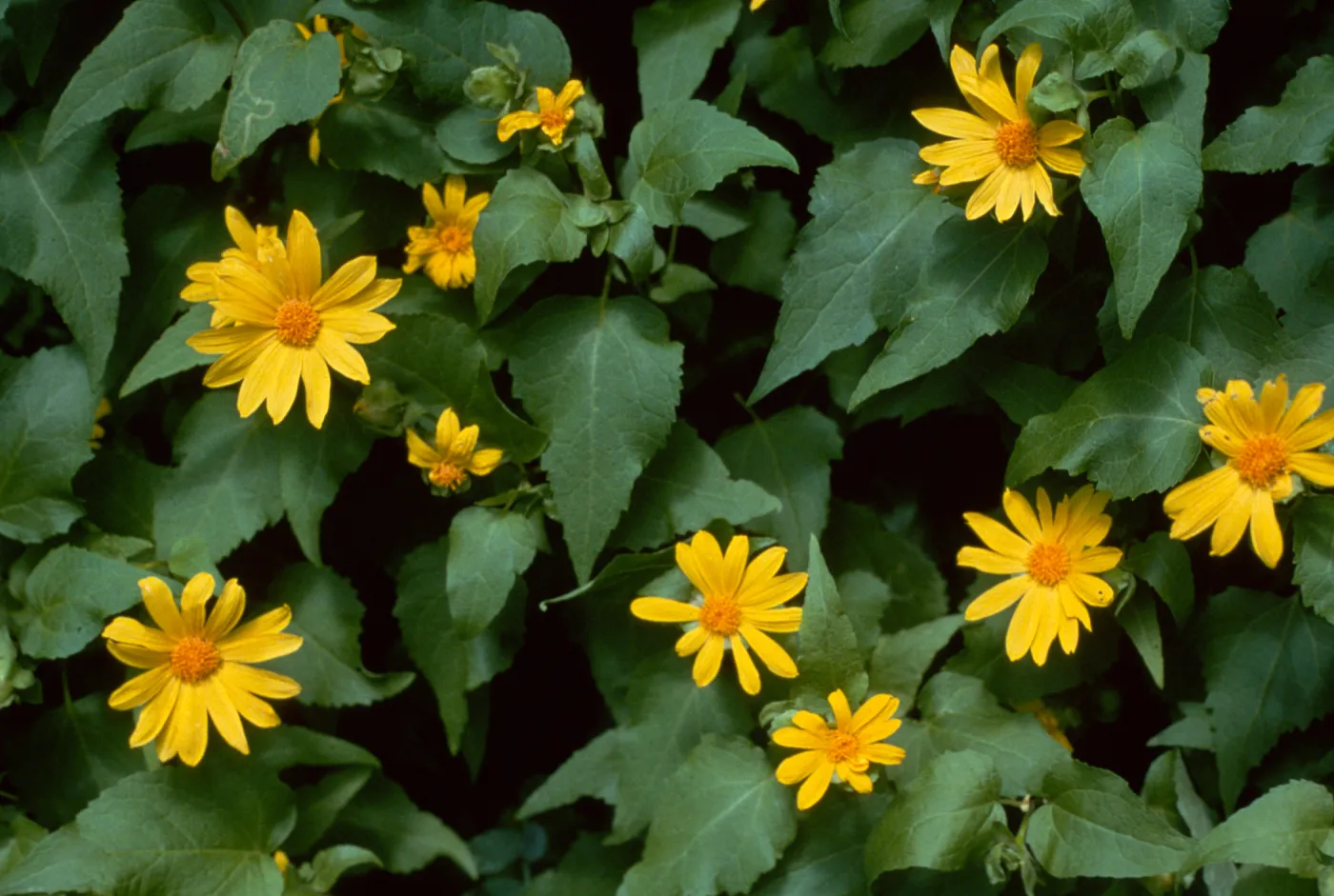 Canyon sunflower, Refugio Pass