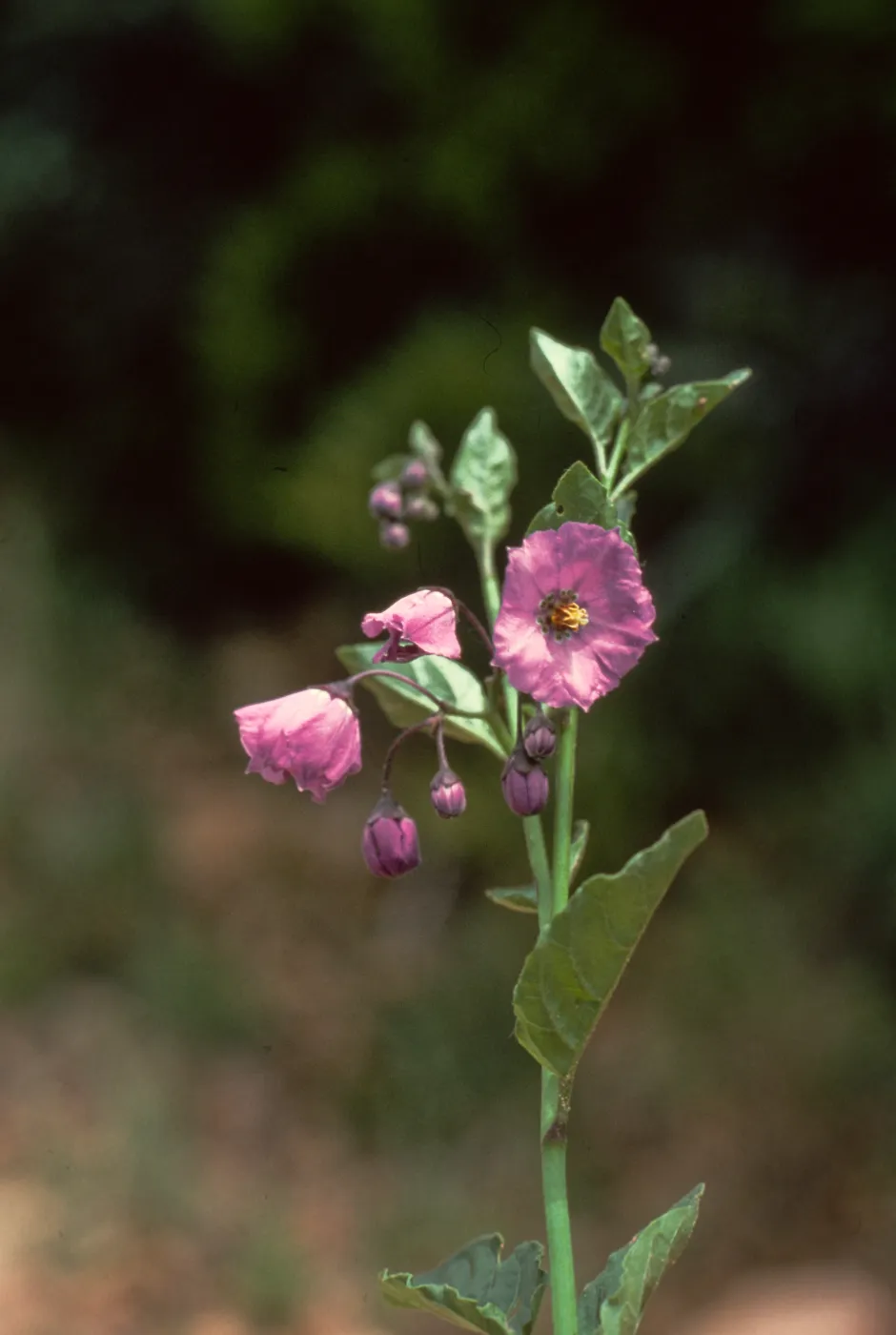 Nightshade, Refugio Pass