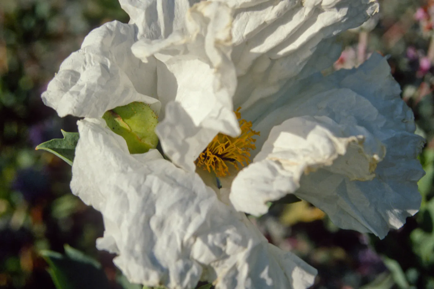 Romneya coulteri