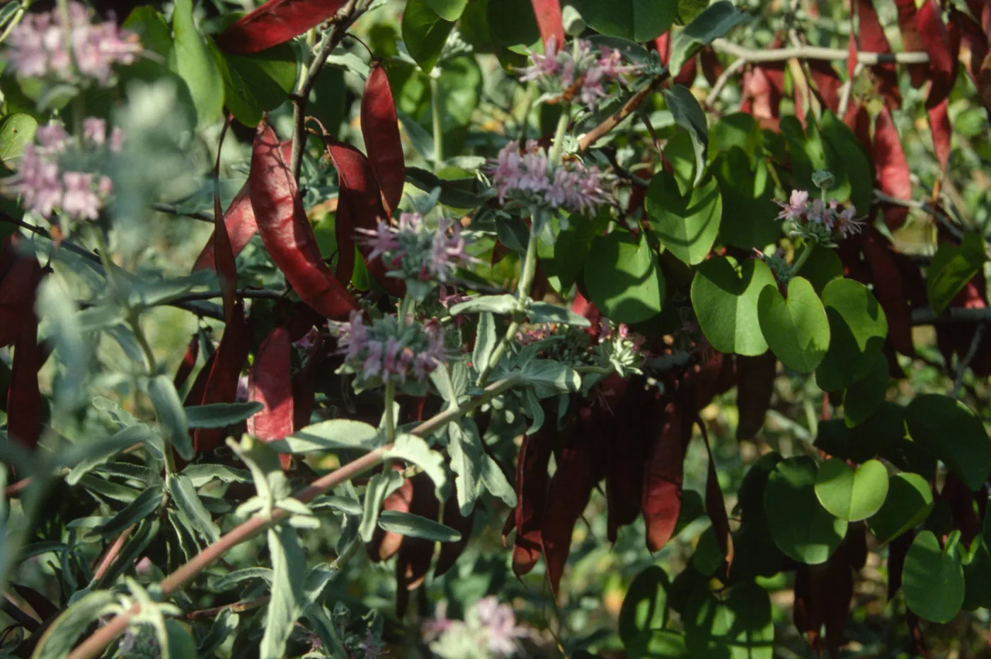 Salvia (sage) and Cercis (Redbud )