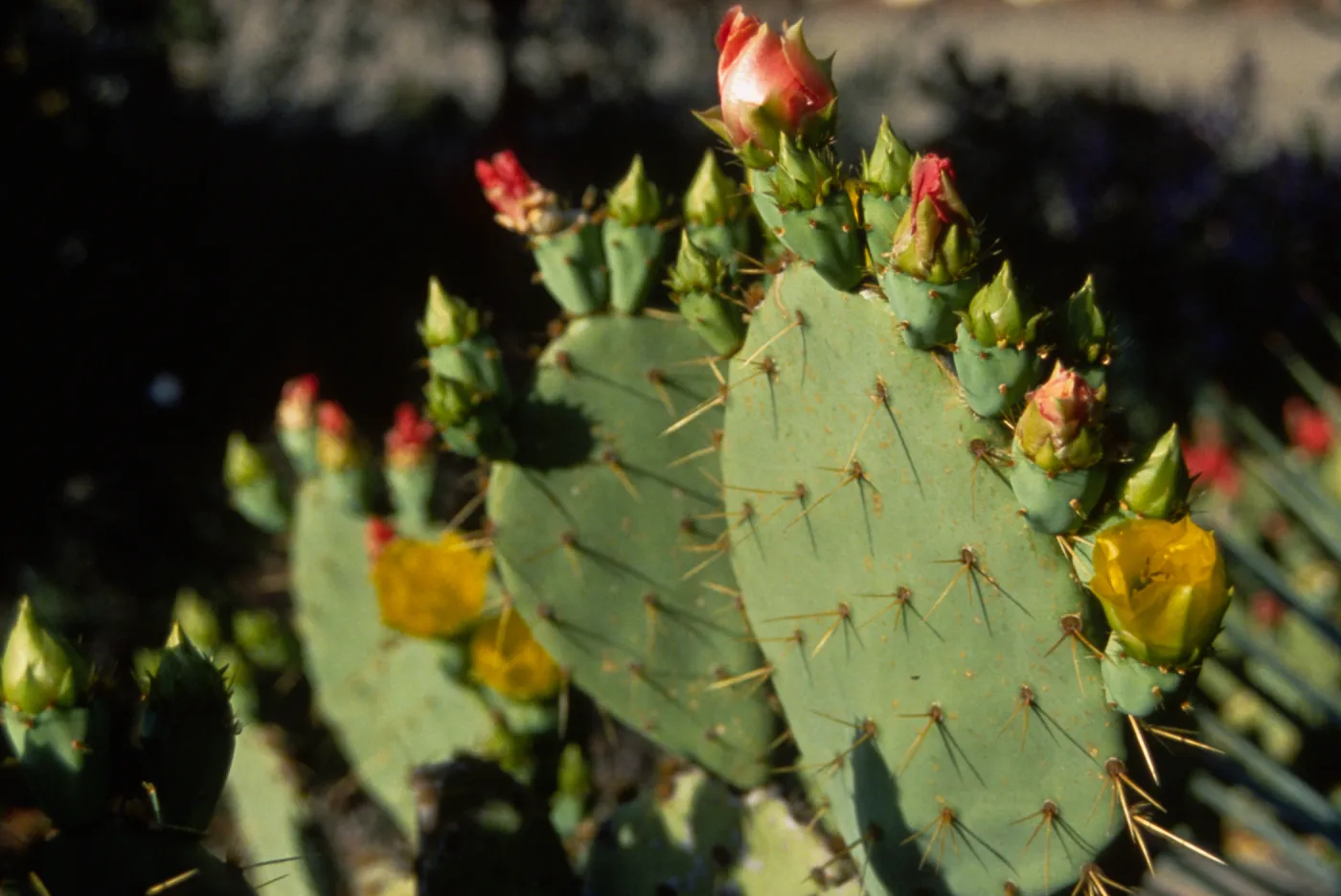 Opuntia cactus (Prickly-pear)