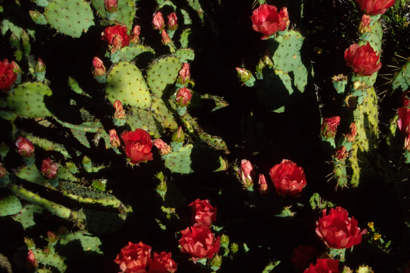 Opuntia (Prickly-pear)