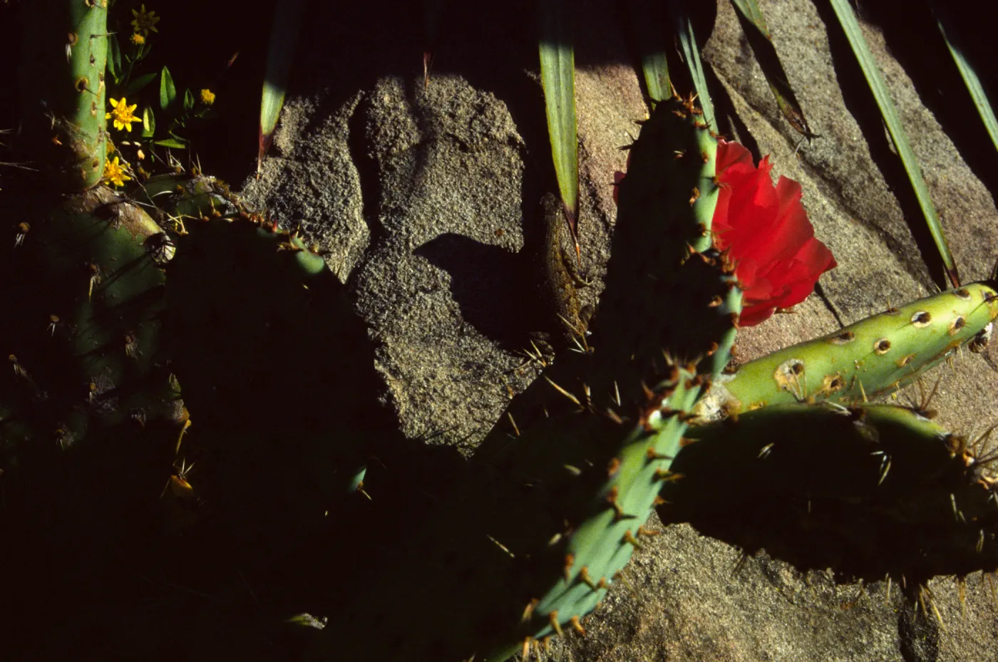 Opuntia (Prickly-pear)