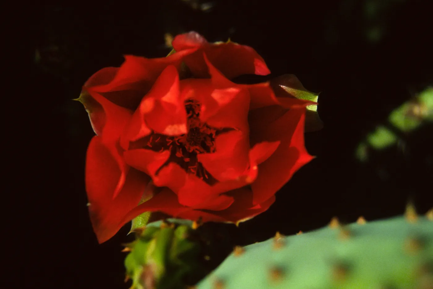 Opuntia (Prickly-pear)