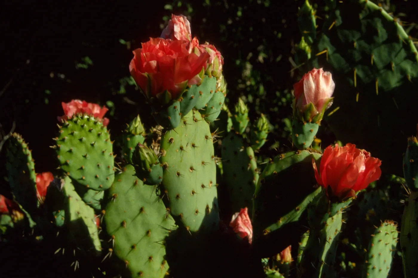 Opuntia (Prickly-pear)