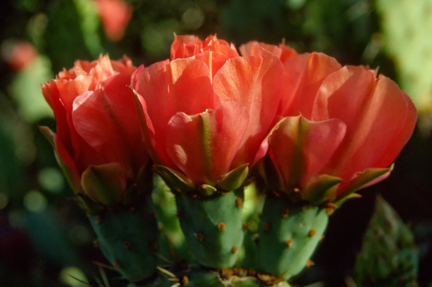 Opuntia (Prickly-pear)