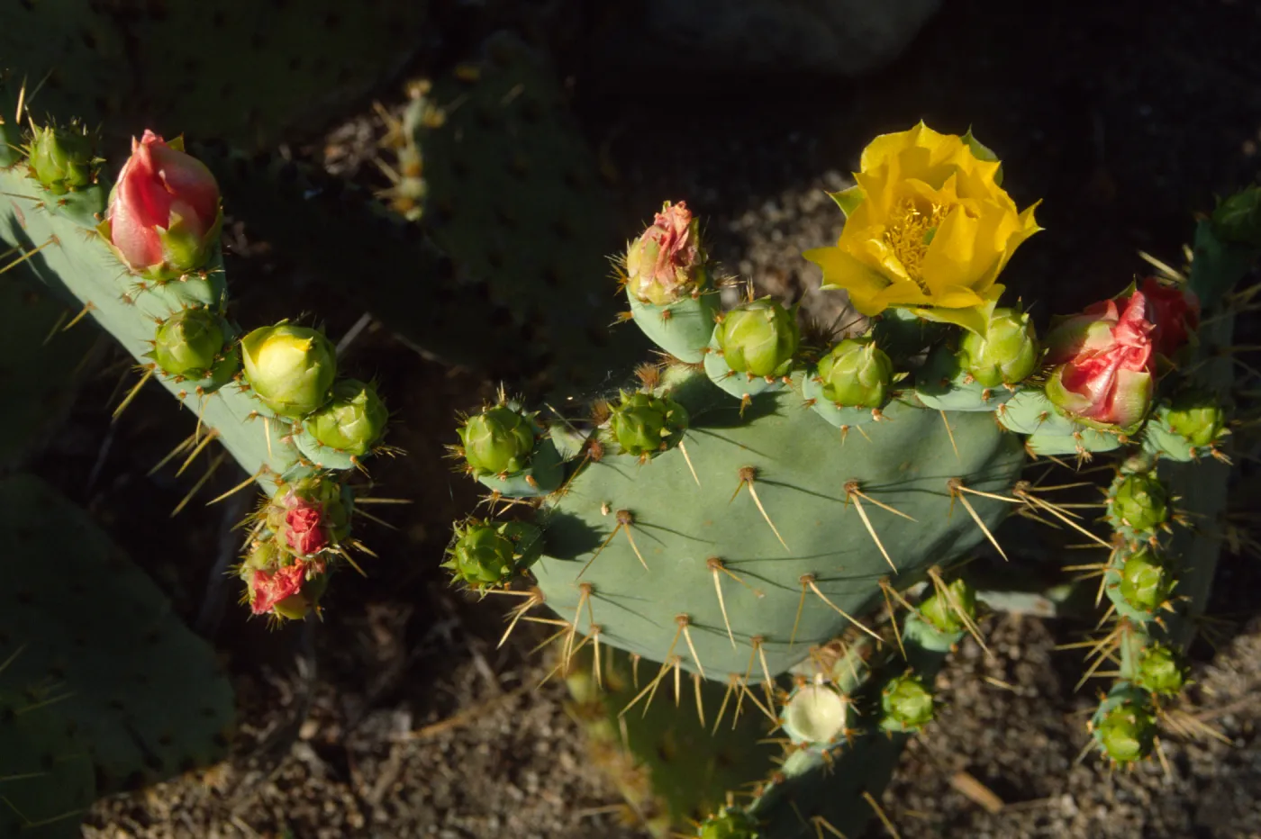 Opuntia (Prickly-pear)